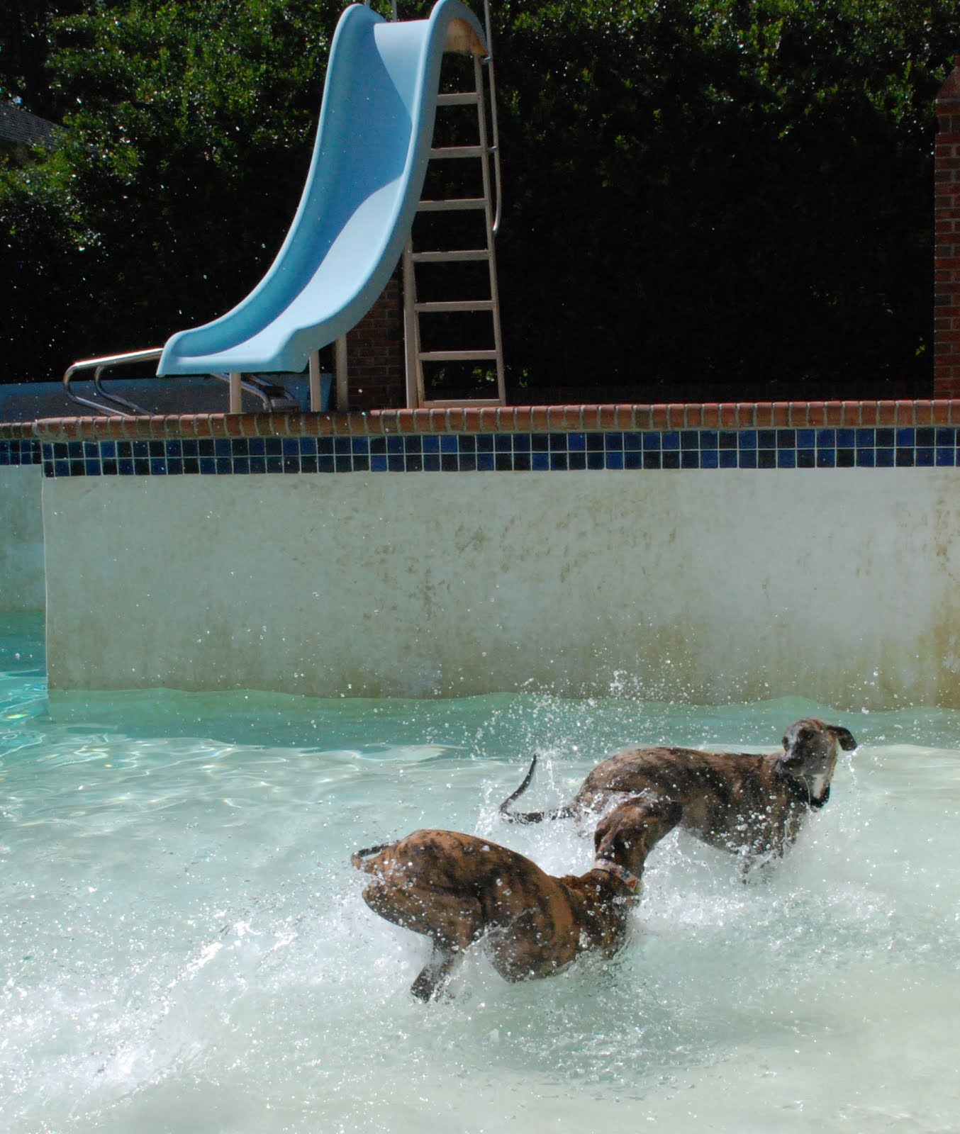 Greyhound Puppy Blog Half Full