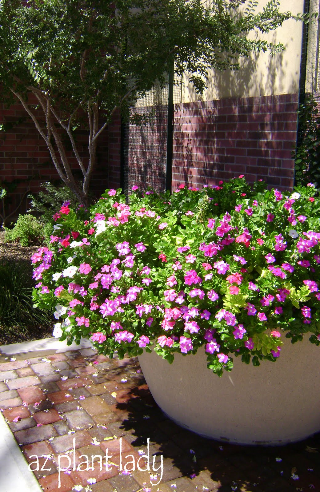 Vinca Flowers In Pots Best Flower Site