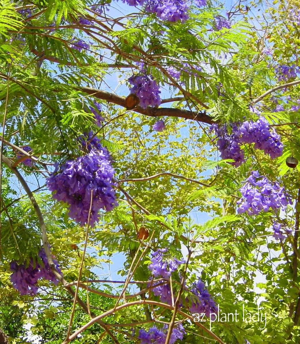 The Intercontinental Gardener April 2009