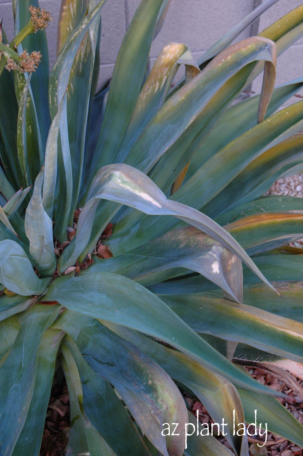 agave frost damage Archives Ramblings from a Desert Garden