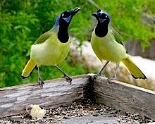 Green Jays:  a south texas specialty