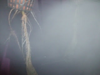 Aeroponic Sweet Potato Prototype: Day 47 Back to pure Aeroponics!