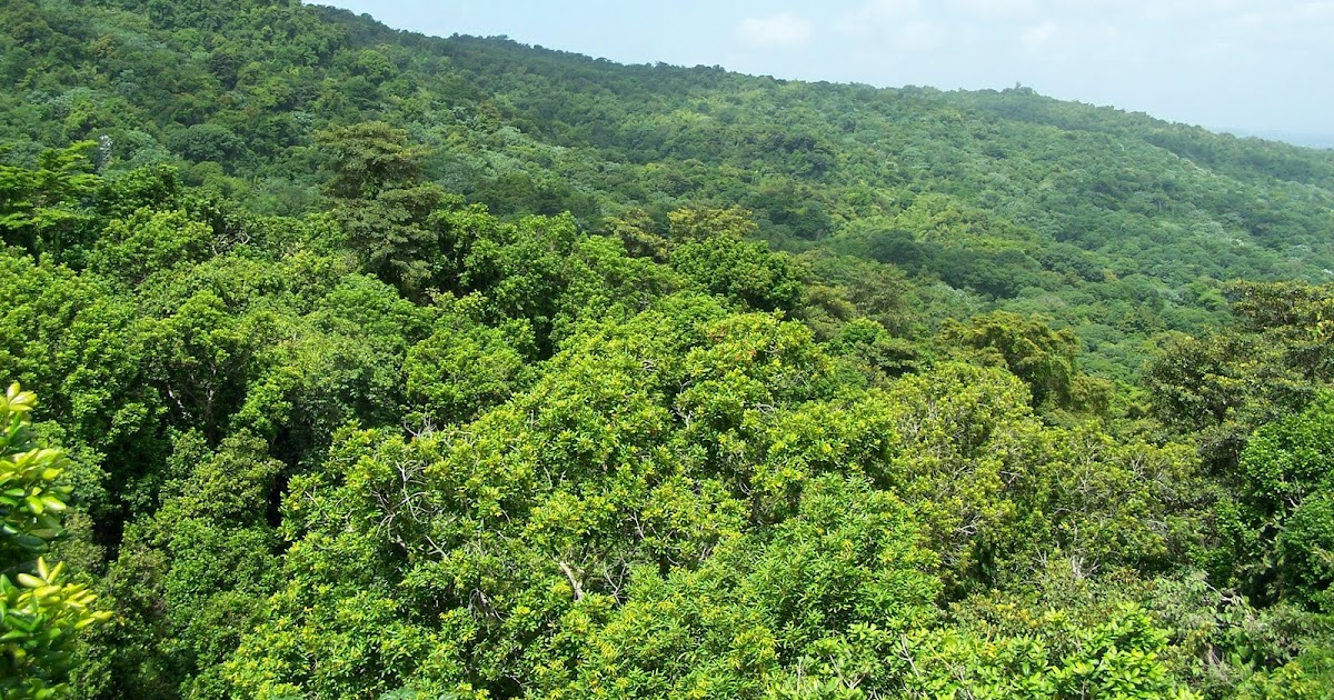 Canopy Layer Canopy Canopy Layer / The next layer down forms a dense