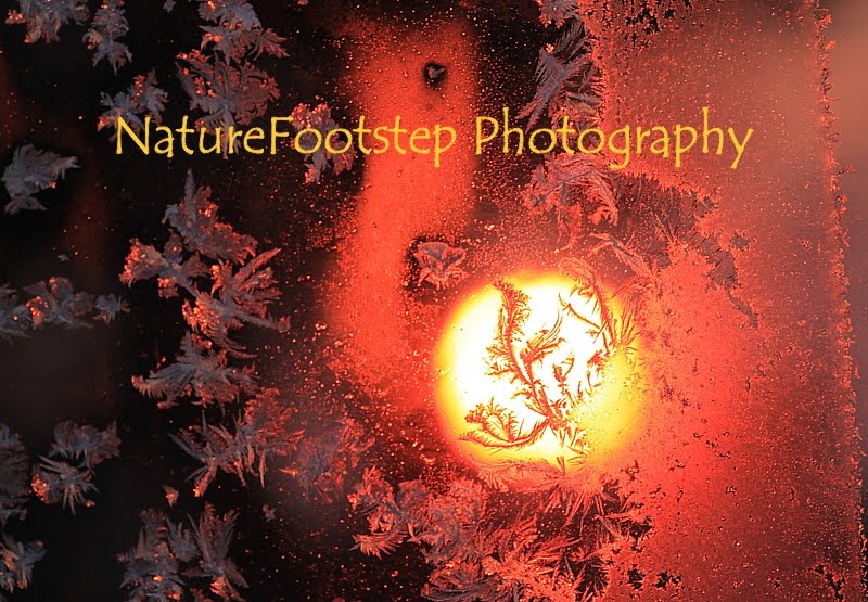 NatureFootstep Photography Archived