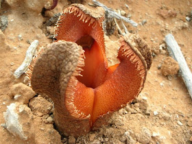 Hydnora+africana+at+Cornel%27s+Kop.JPG