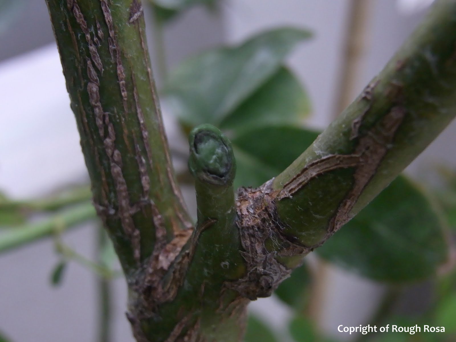 Rosa Sifu Si Pencinta Bunga Mawar Canes turn black? How Bonsai plant