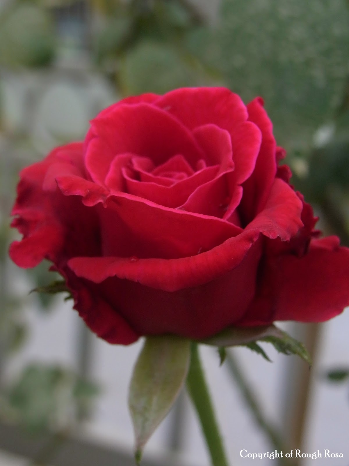 Rosa Sifu Si Pencinta Bunga Mawar Ku Tanam Pokok Bunga Bunga Mawar Namanya