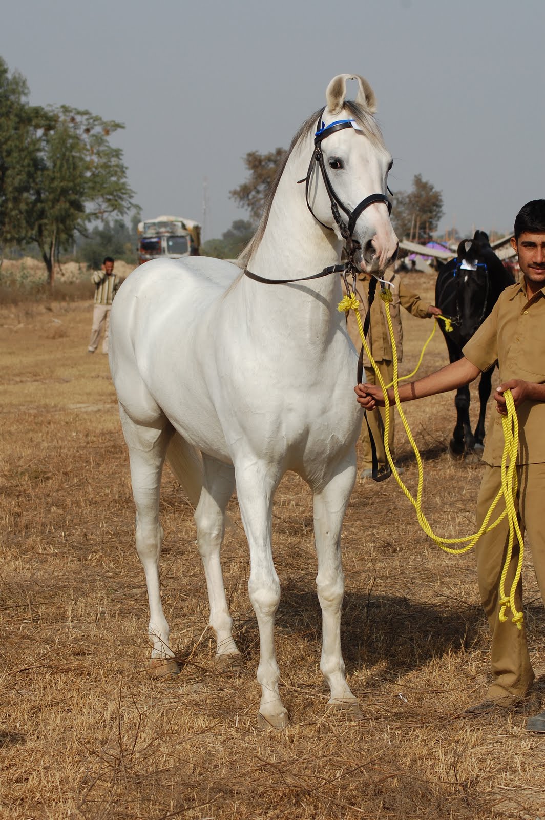 Marwari horse (indigenous horses of india)