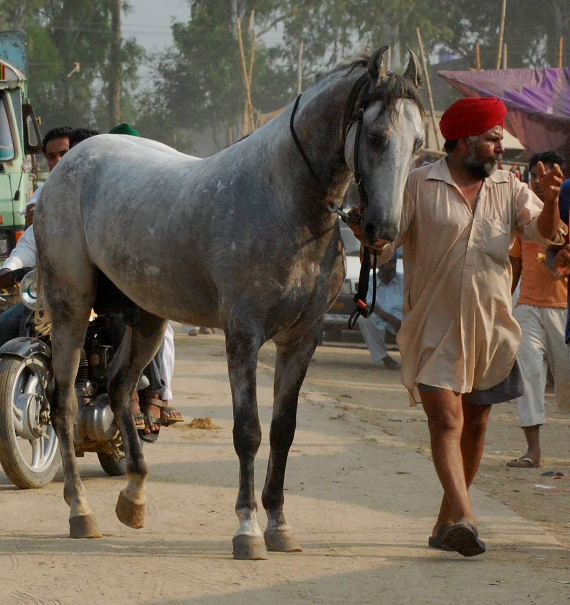 Marwari horse (indigenous horses of india)