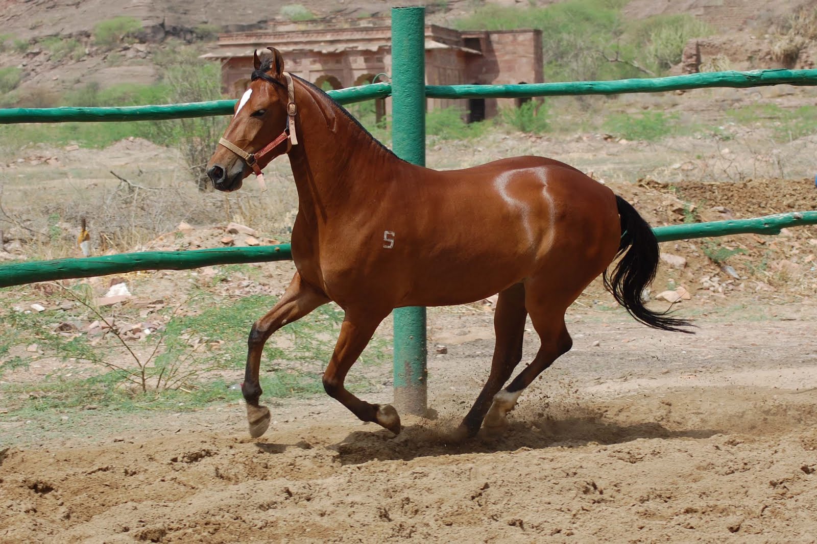 Marwari horse (indigenous horses of india)