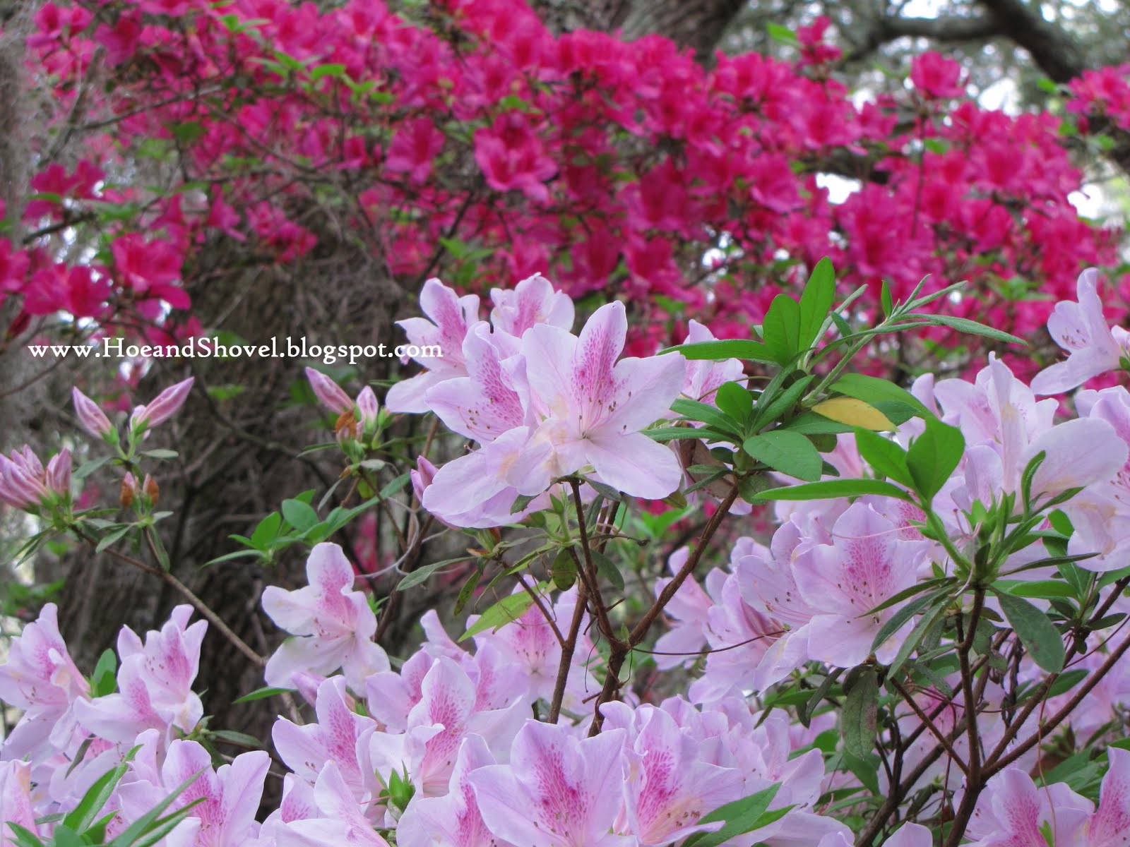 Rhododendrons