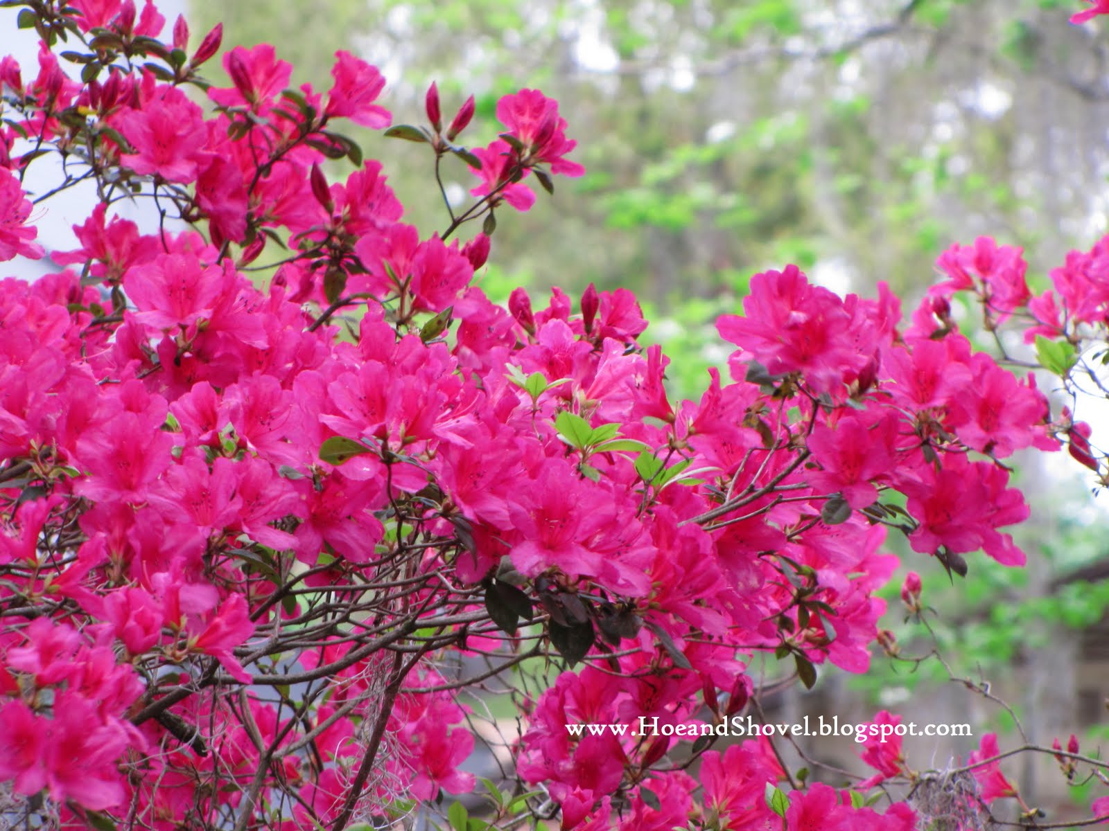 Ryukyu Life Flower Photos 2017 Azalea Festival Higashi Village