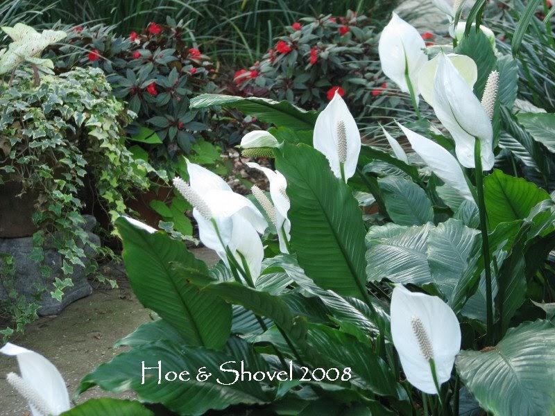 When Ordinary House Plants Move Outside, Peace Lily Outdoors