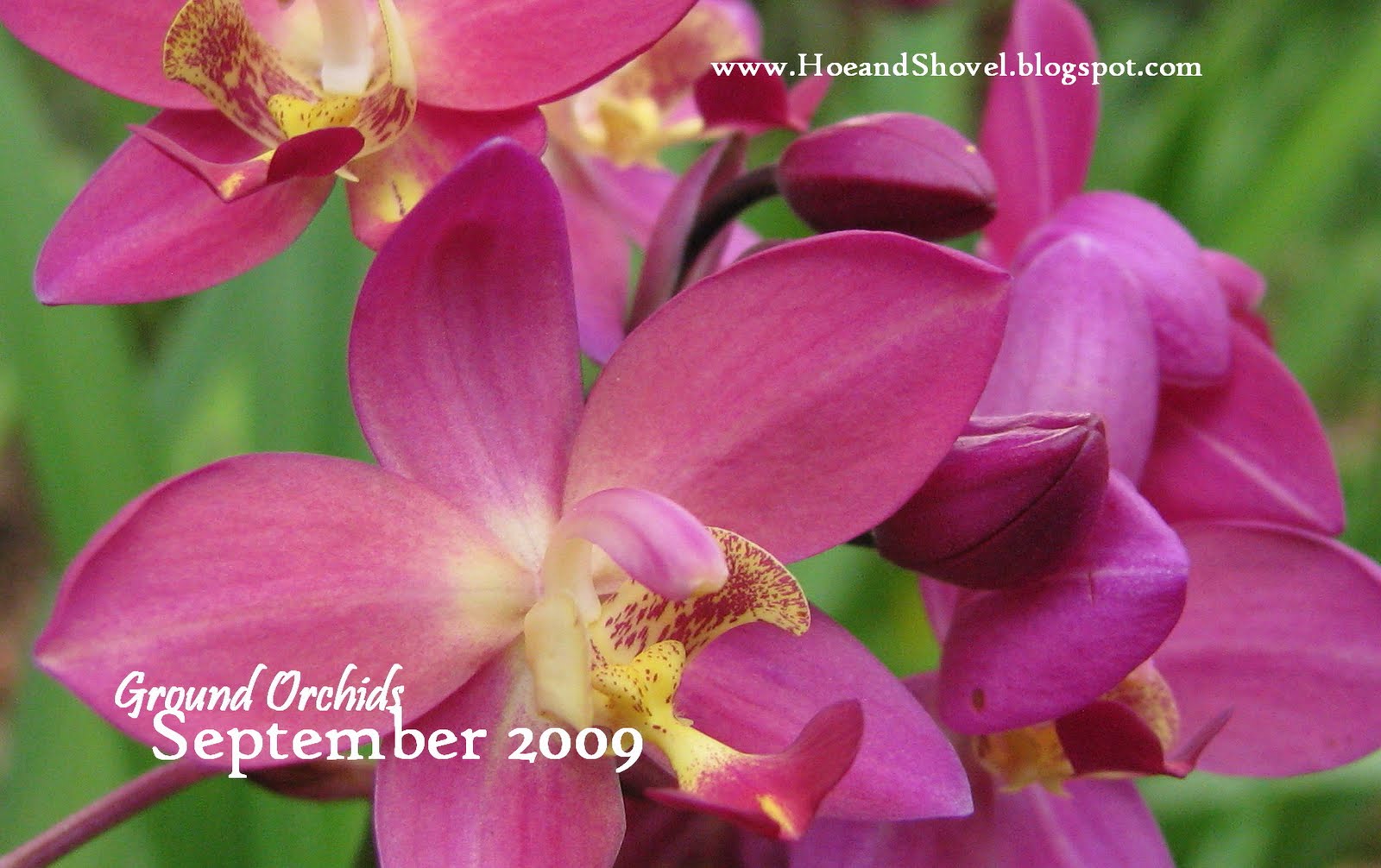 [September+2009_Ground+Orchids+012372b.jpg]