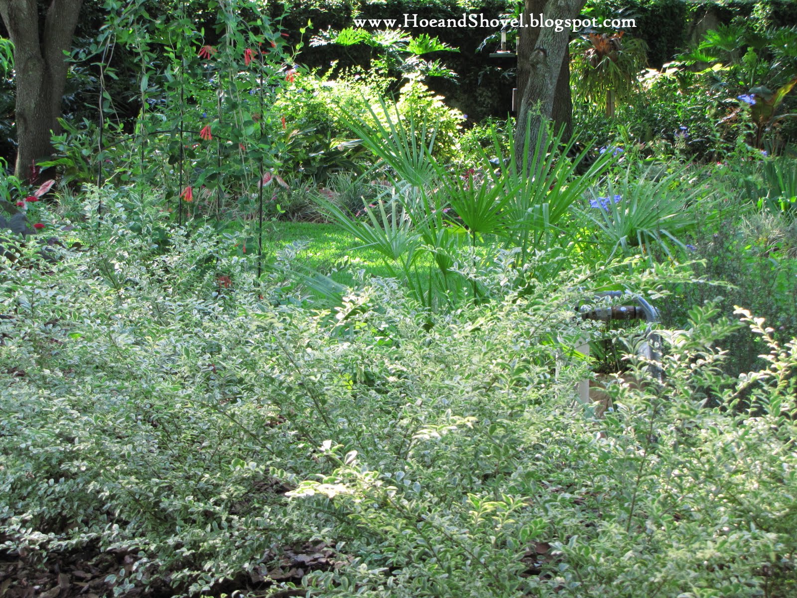 How To Plant Low Cost Low Upkeep Forever Flowering Flowerbeds