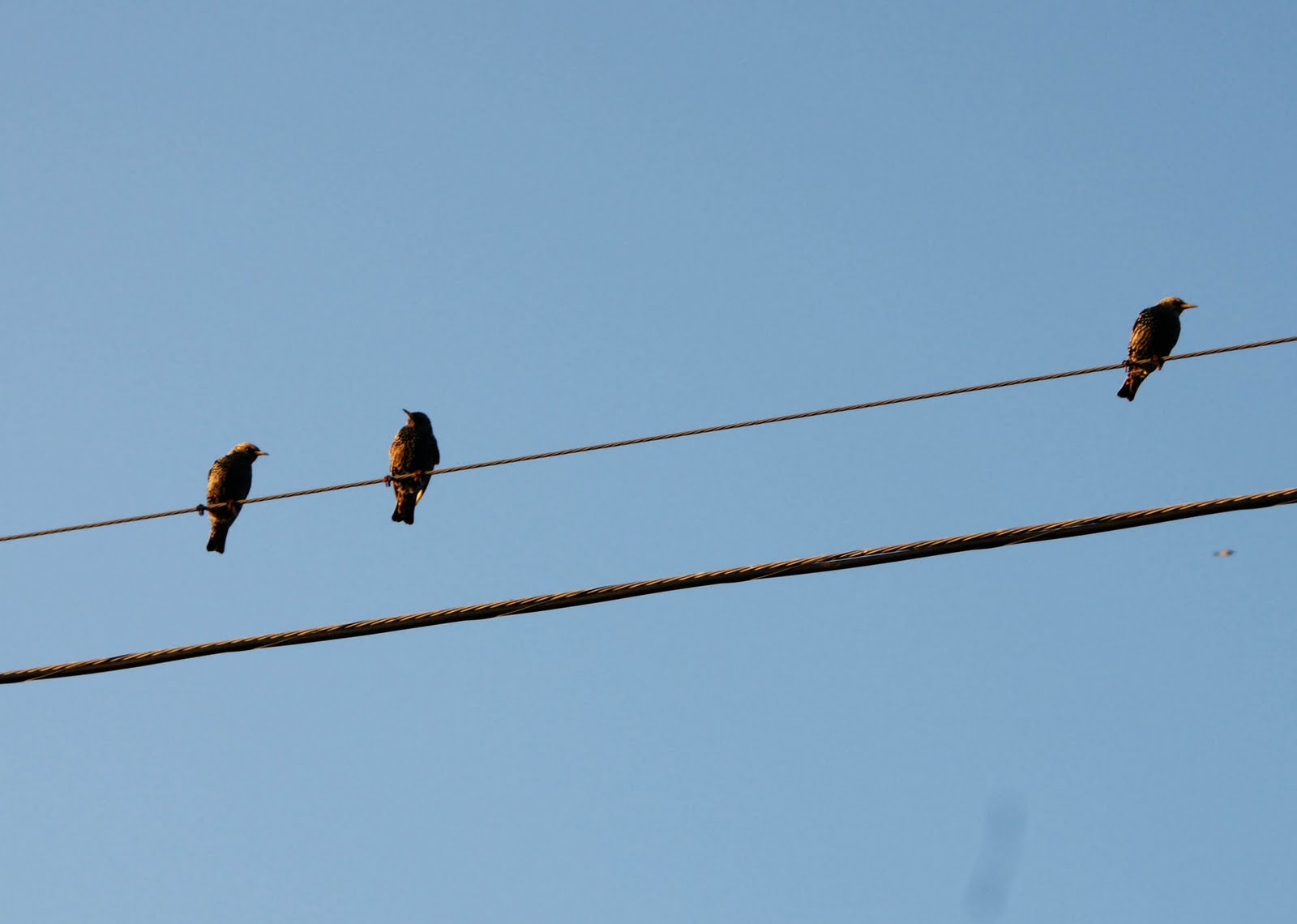 MCH Photography Birds on wire