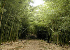 Bamboo Beauty