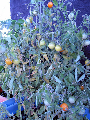 Bushwick Rooftop Container Garden Vegetable Disease