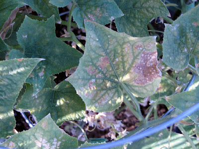 Bucolic Bushwick Rooftop Container Garden Vegetable Pest