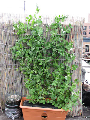 Bushwick Rooftop Container Vegetable Garden Peas