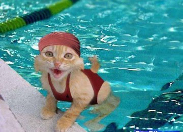 gato+agua.jpg