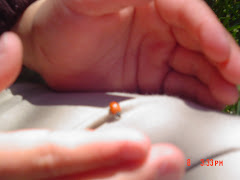 Jakob found a Ladybug!