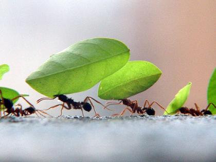 Formigas são pequenos versos que não dormem.