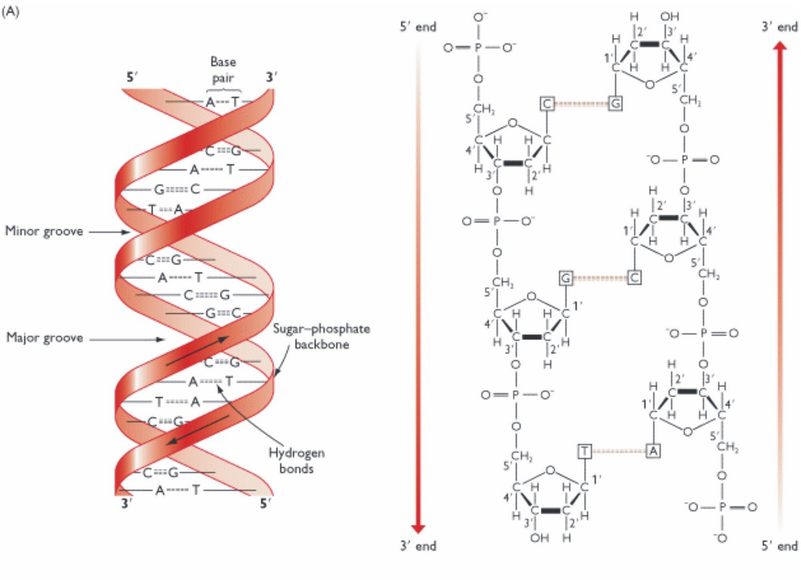 Концы днк и рнк. Цепочка ДНК структура. Принципы строения ДНК. Принципы построения молекулы ДНК. Принцип построения цепи ДНК.