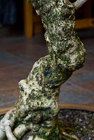 Beginning Bonsai: Bonsai Club Auction