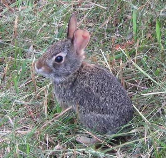 [bunnies-008-crop.jpg]