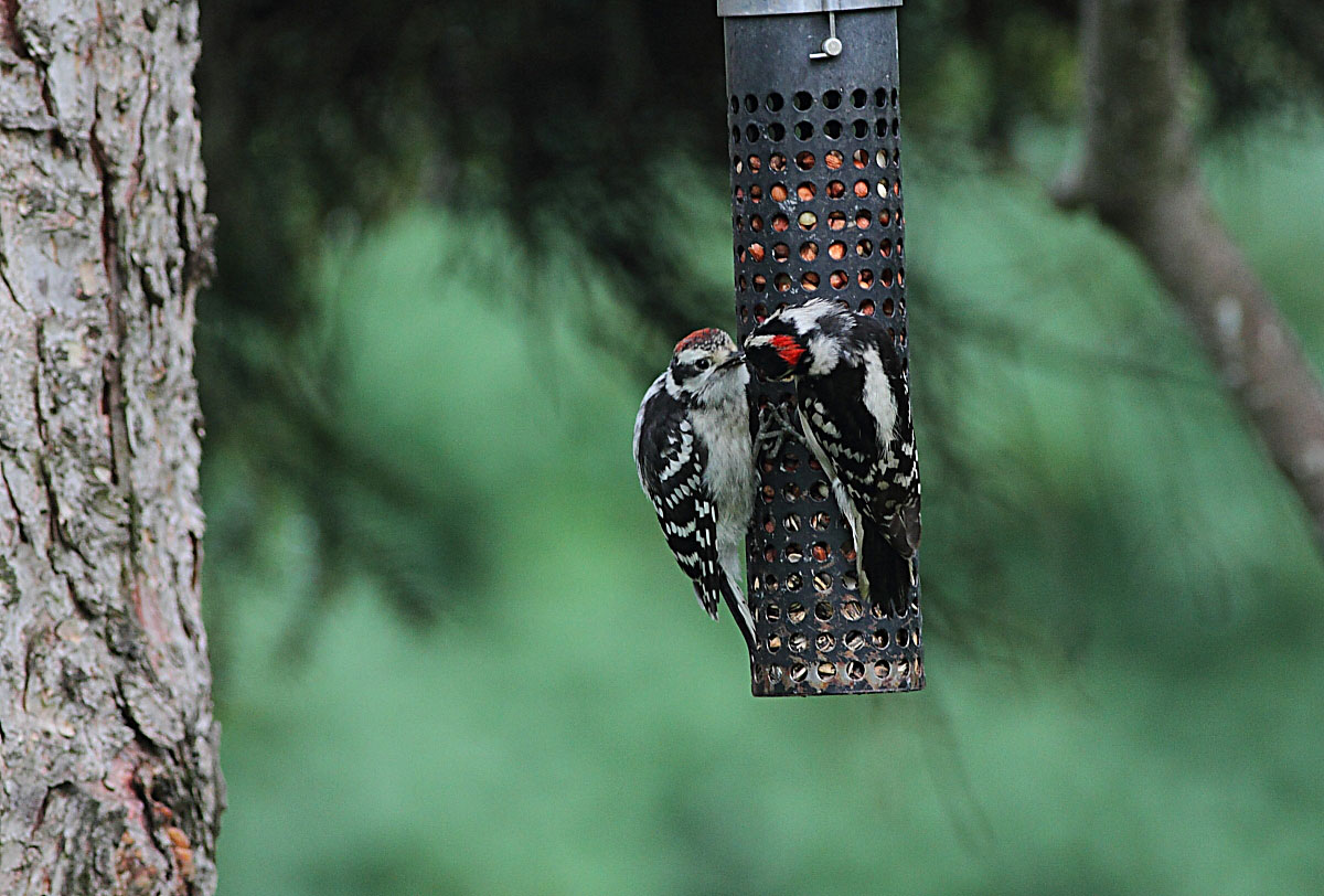 Ann Brokelman Photography: Downy woodpecker feeding young & Robin and young