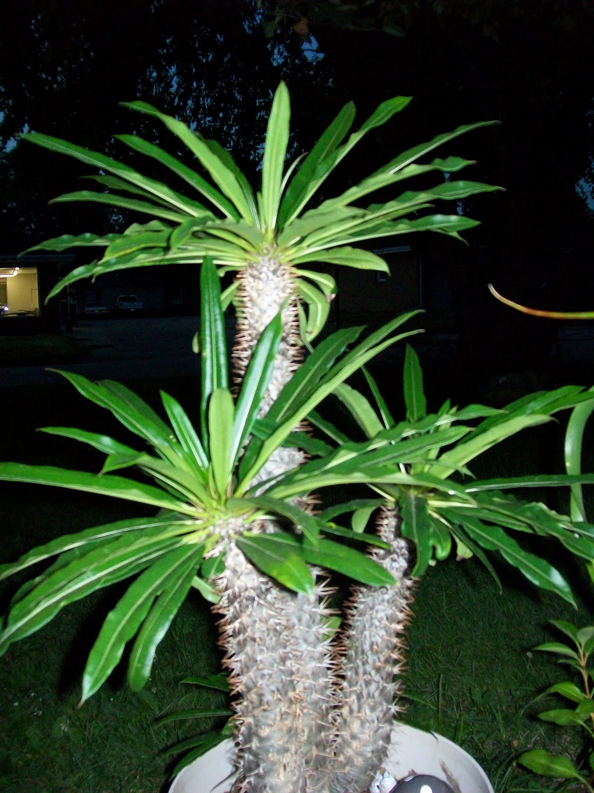 Ducky�s little rainbow flower pot Madagascar Palm