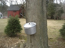 Maple Sugaring