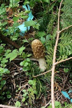 Morels