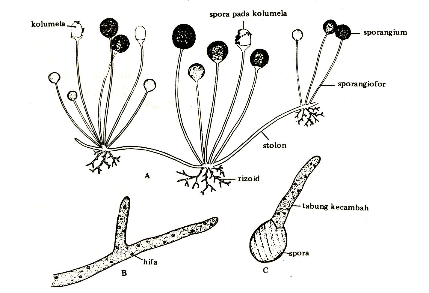 Мукор обыкновенный. Жизненный цикл мукора схема. Rhizopus nigricans строение. Ризопус гриб строение. Мукор жизненный цикл.