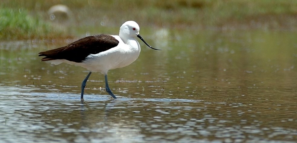 [Andean+Avocet4.JPG]