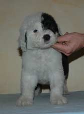 [libertygold-6semanas.jpg]