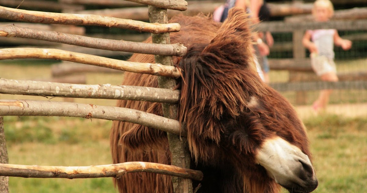 100 Jours Avec Les Animaux Du Puy Du Fou Puy du Fou: Dans le parc - Les animaux - Puy du Fou