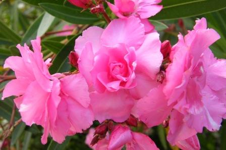 [Flores+do+loendro.JPG]