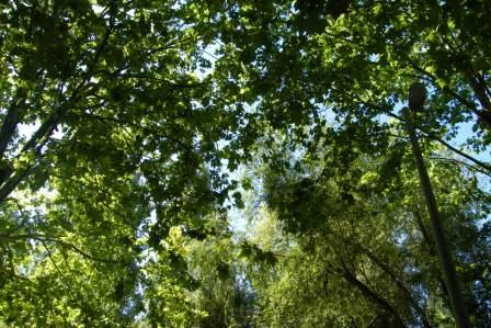 [Tecto+de+árvores.JPG]