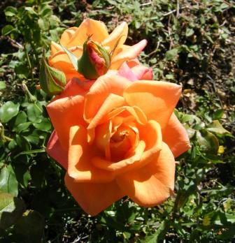 [Rosas+de+Outono.JPG]