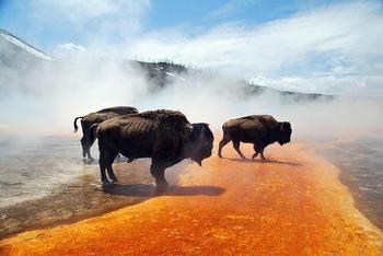 [20100303_bisonyellowstone.jpg]
