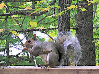 squirrel