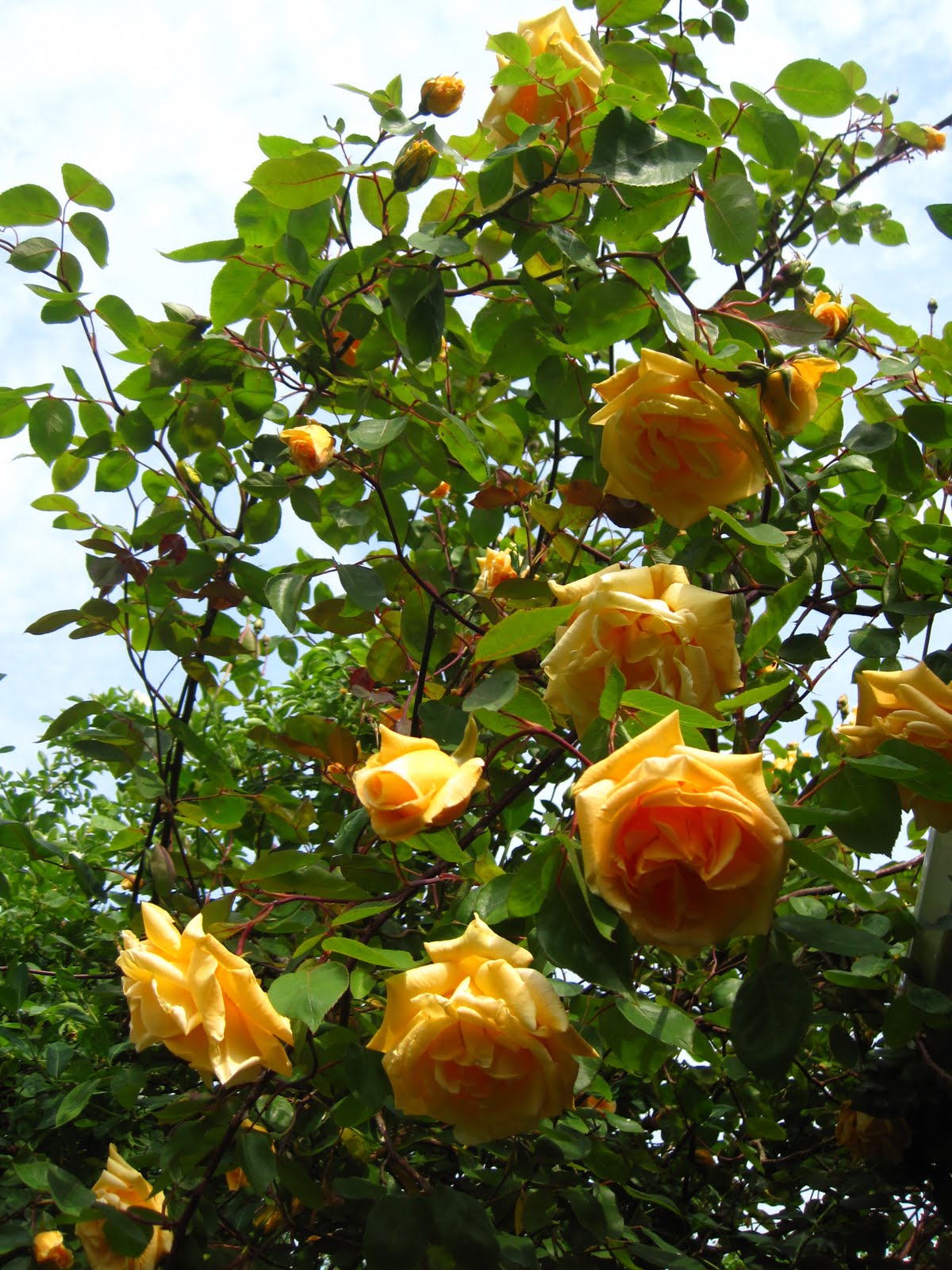 Yellow Roses | The Quince Tree