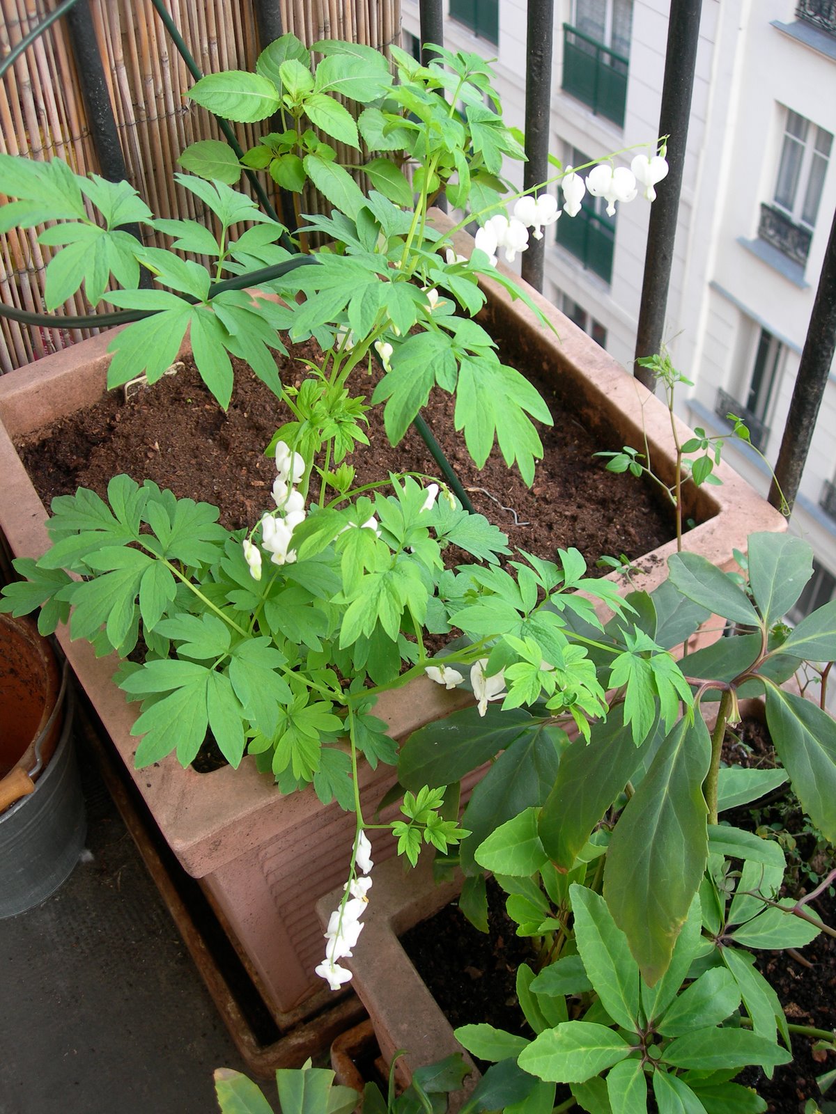 [Dicentra+spectabilis+]