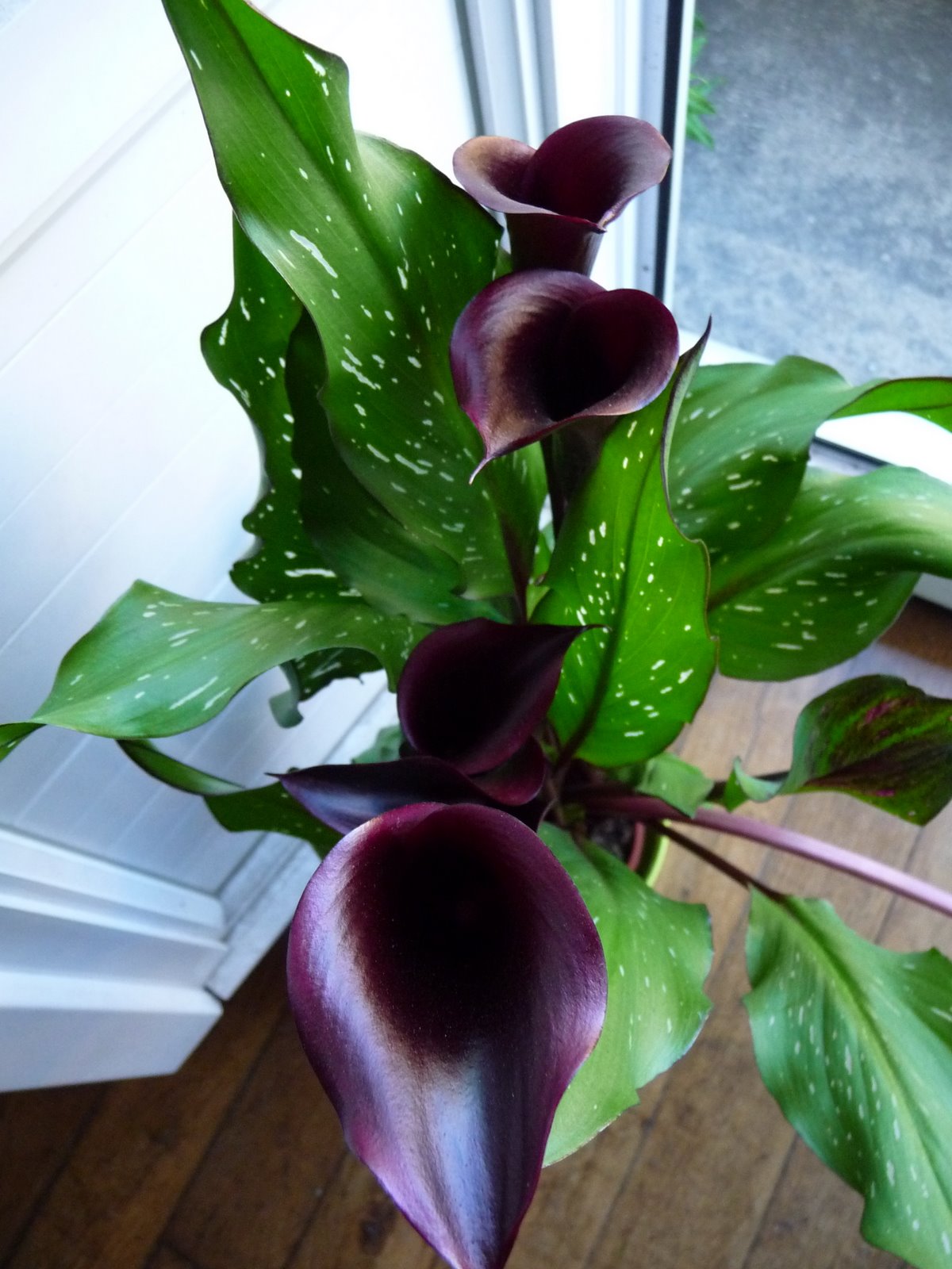 [P1020235.JPG]