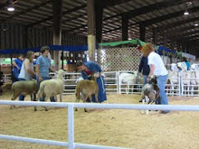 Class of Jr Ram Lambs