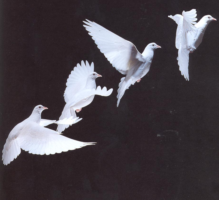 [doves.jpg]