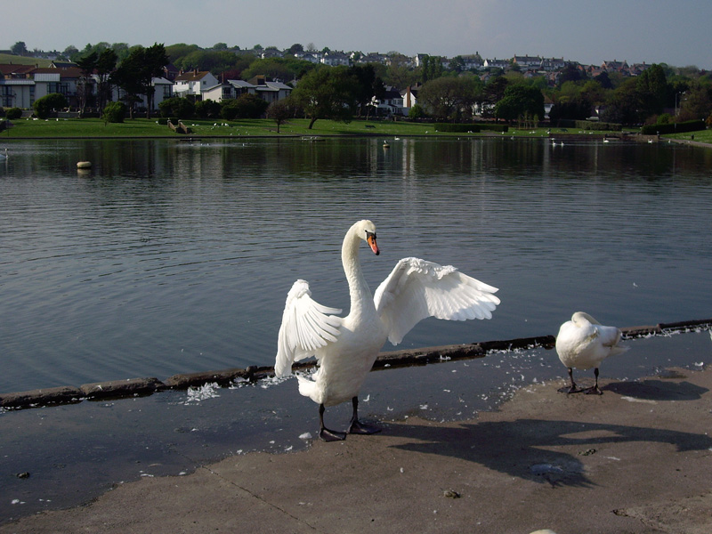 [cisne_agitando.jpg]