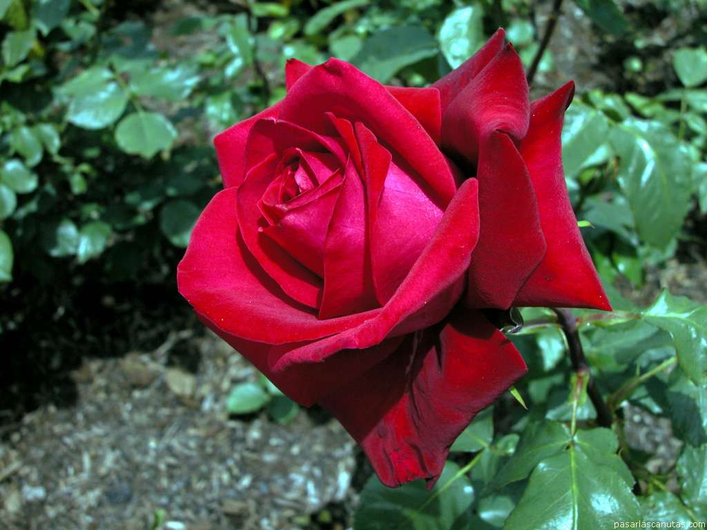 [rosa_Michel_Liss_4.jpg]